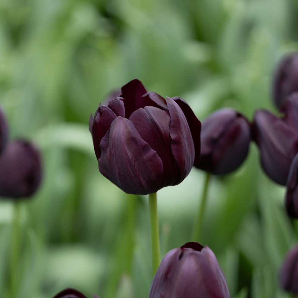 Tulpan 'Queen of Night'